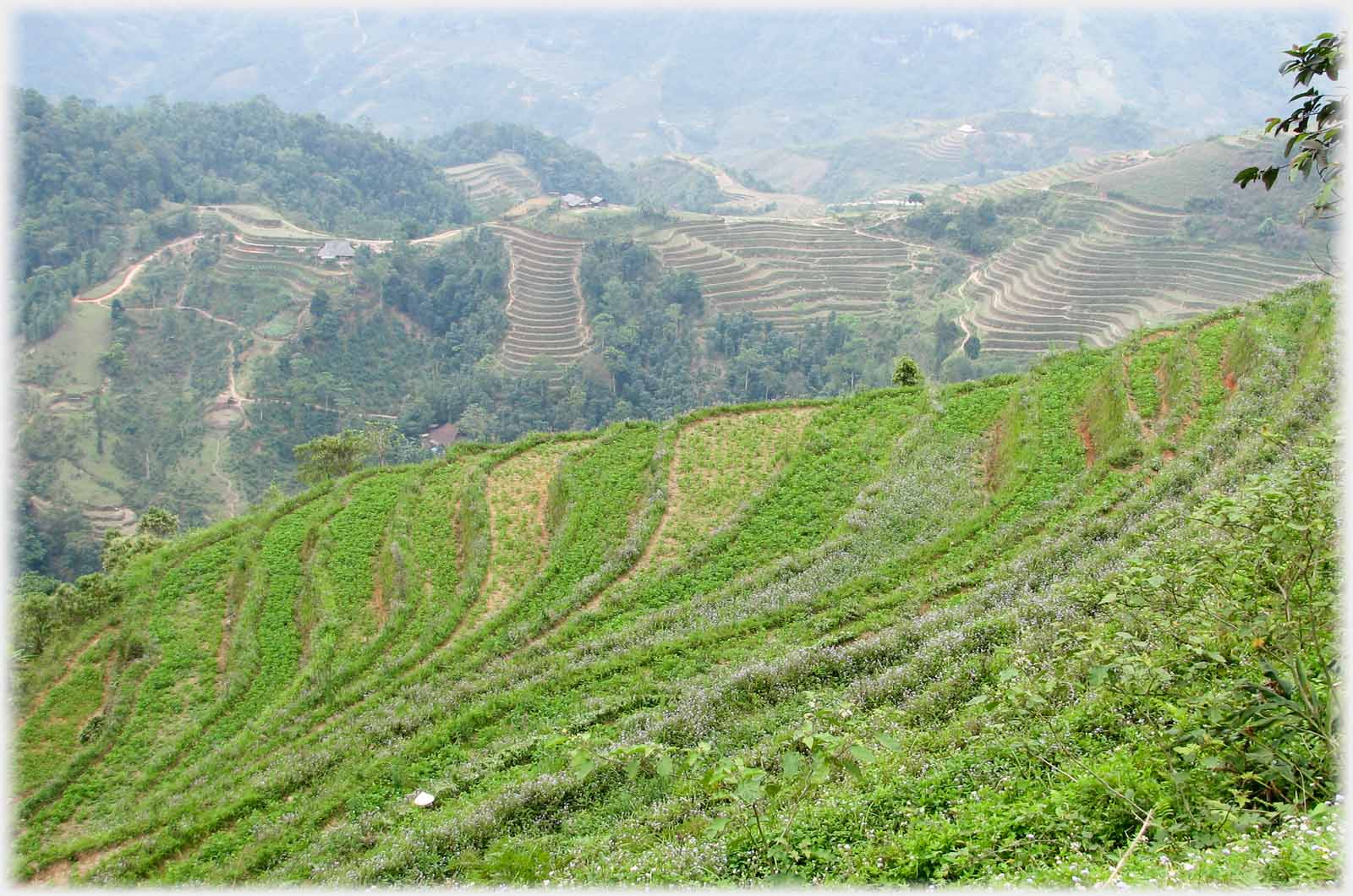Curving green terraces, distant valley.