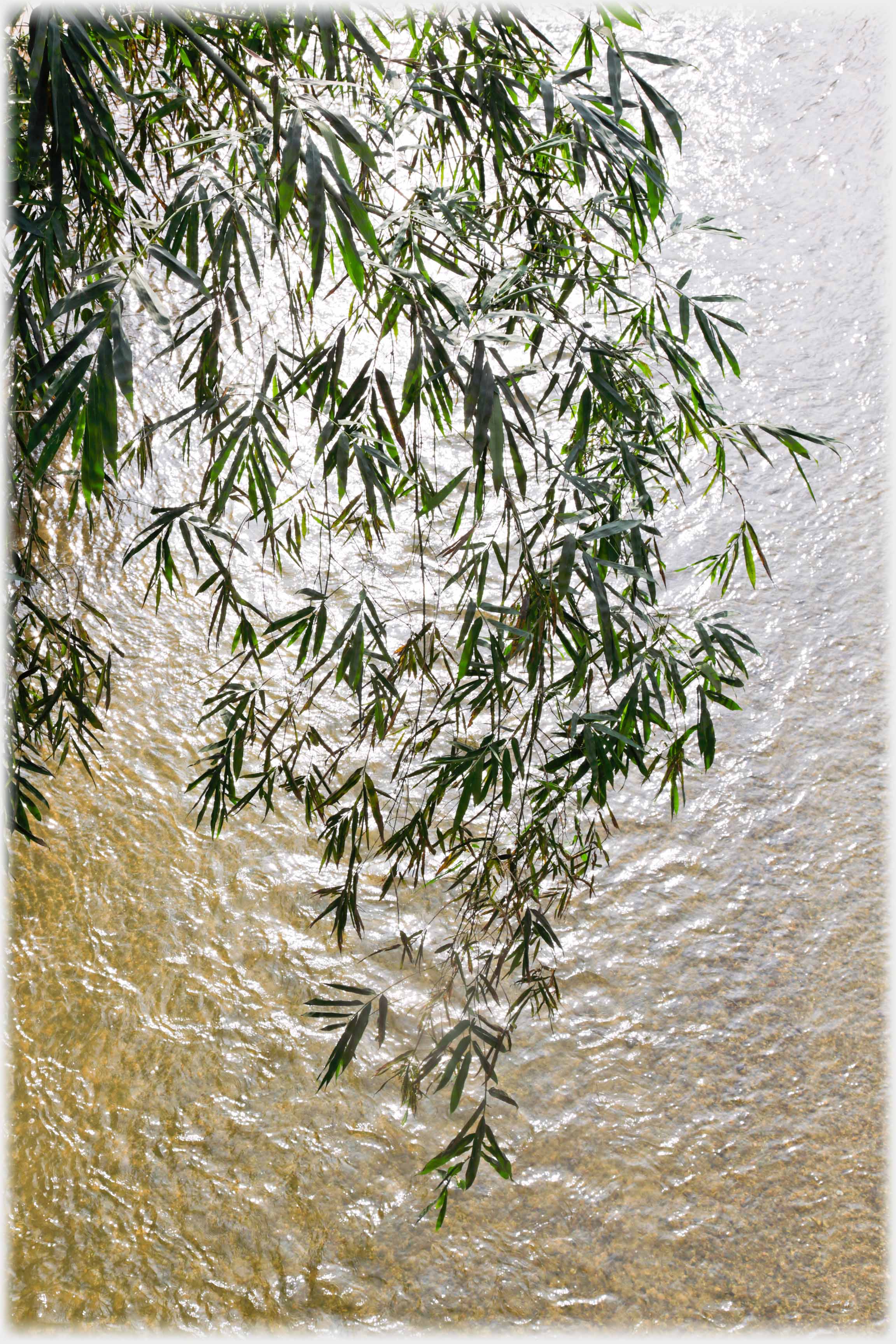 Branches of bamboo hanging over water.