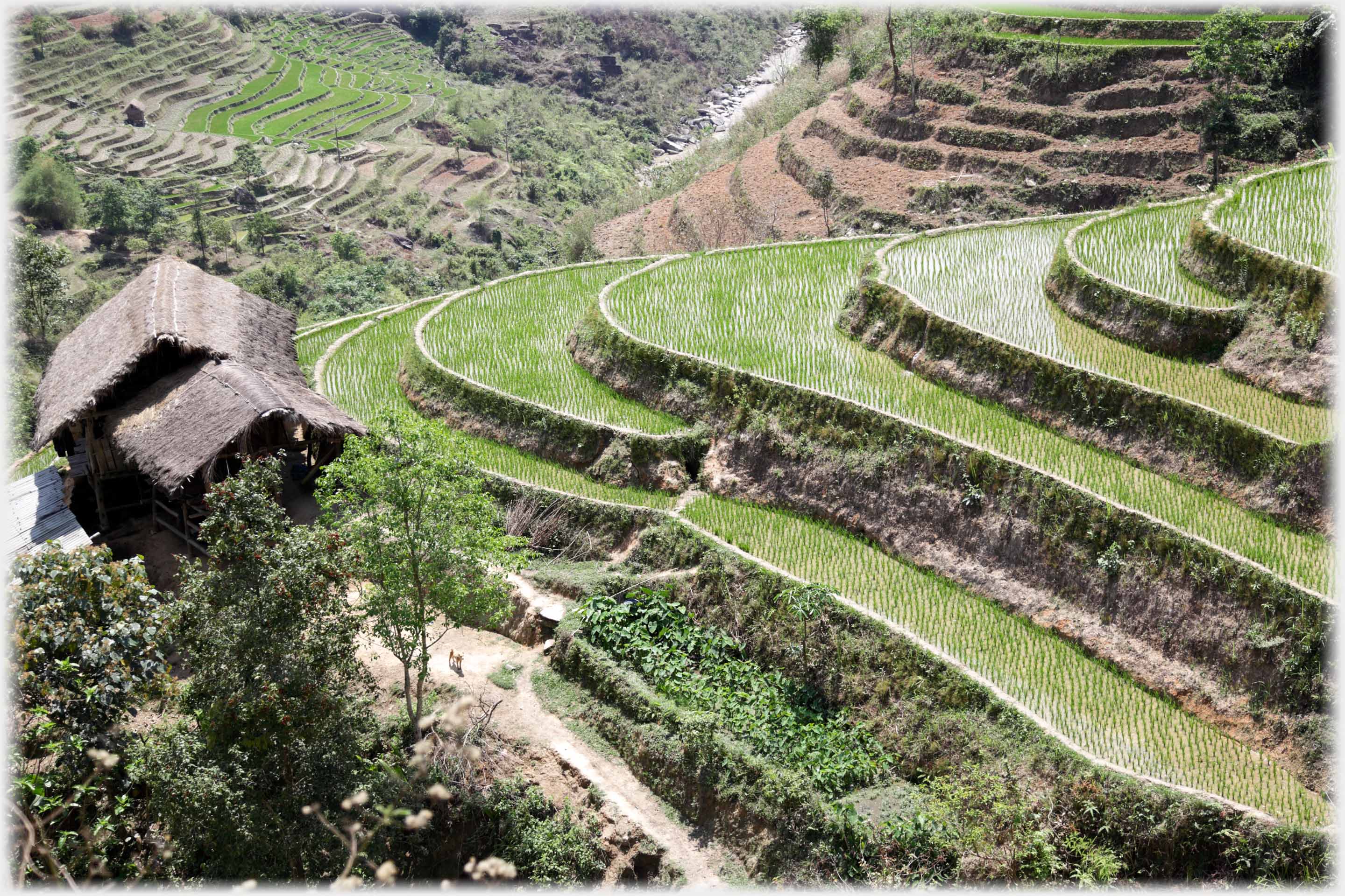 Curved terraces with young paddy, small house at bottom.