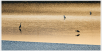 Two herons and two gulls standing in water at sunset.