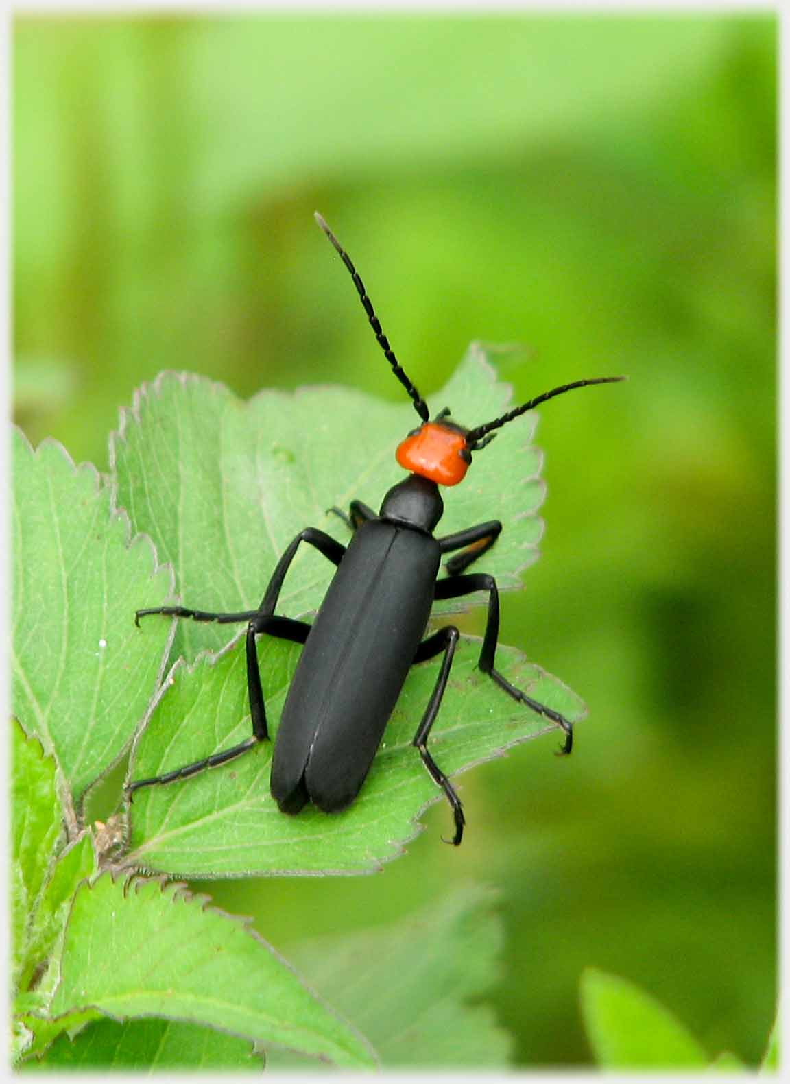 Black beetle with red head.
