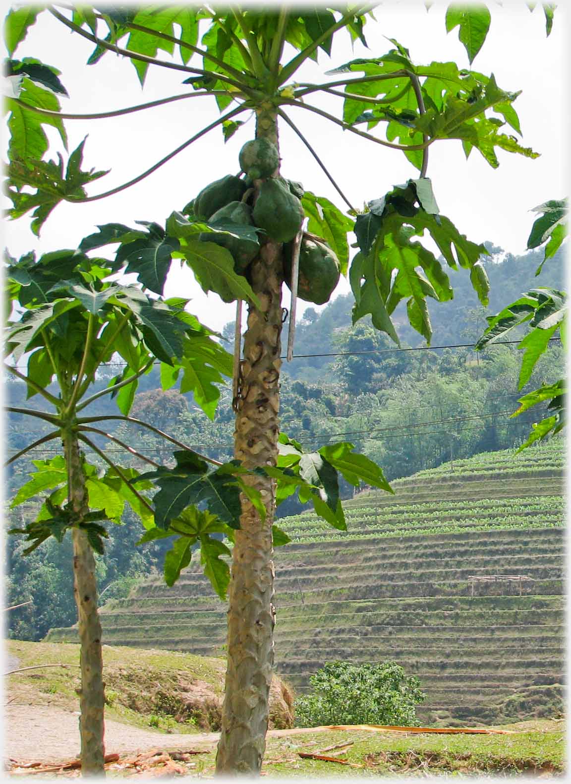 Fruit hanging in tree.