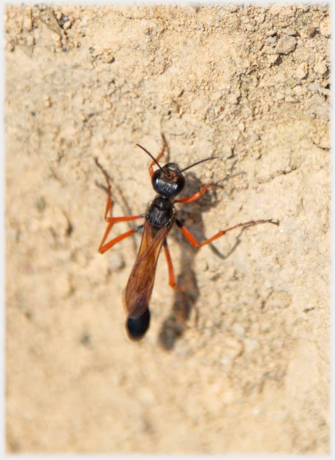 Ant with red legs.