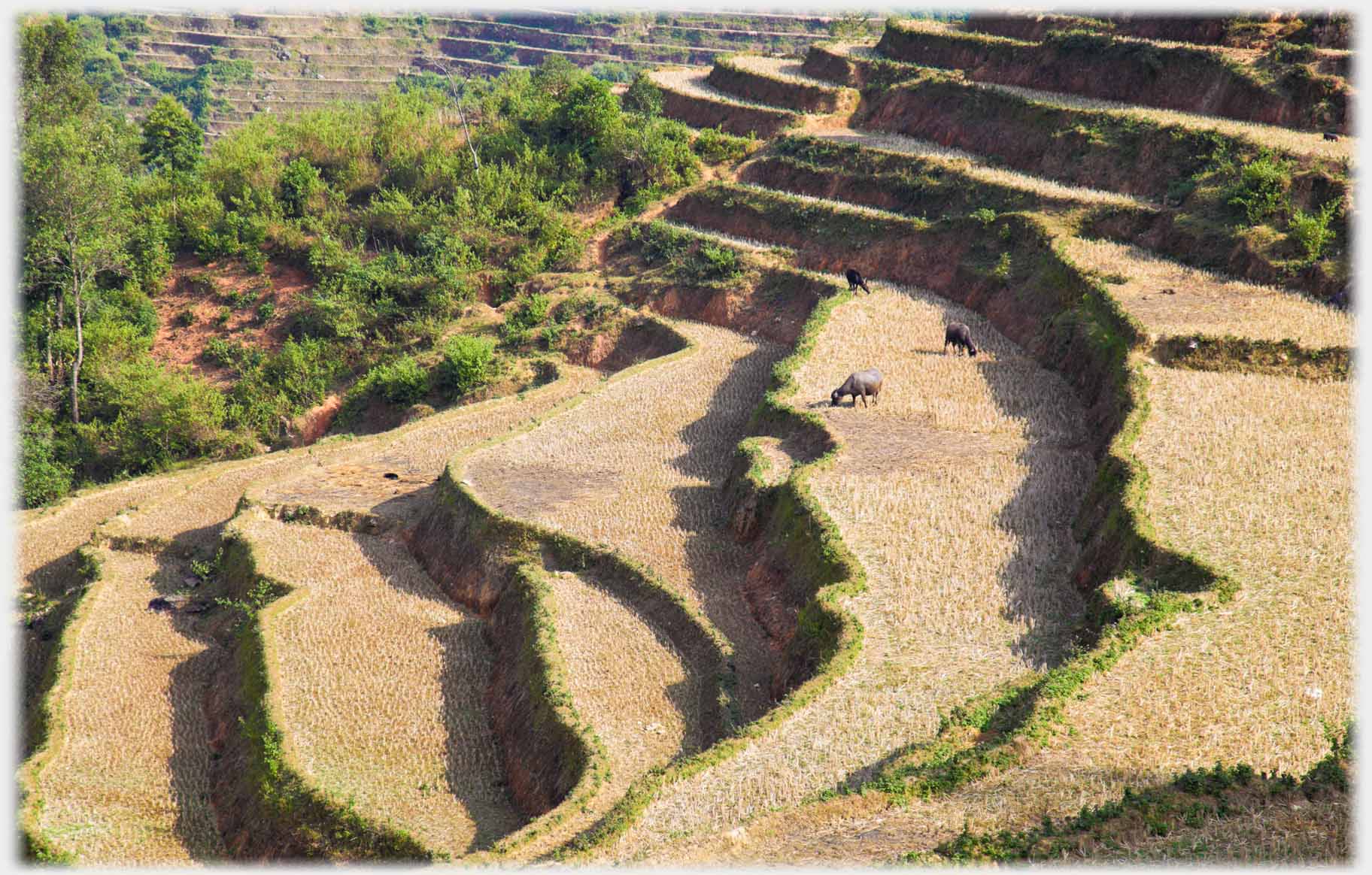 Terracing with buffalo grazing.