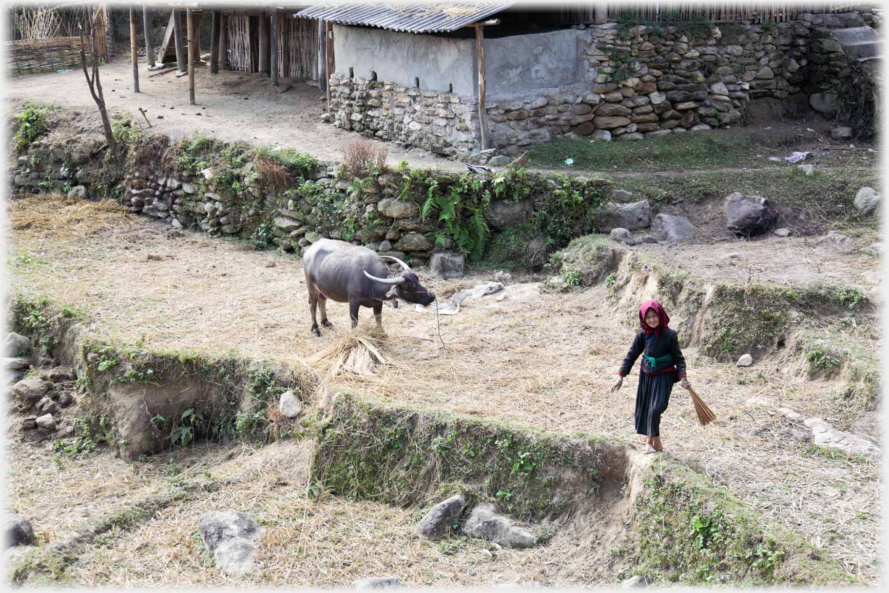 Woman with brush on terrace alongside buffalo.