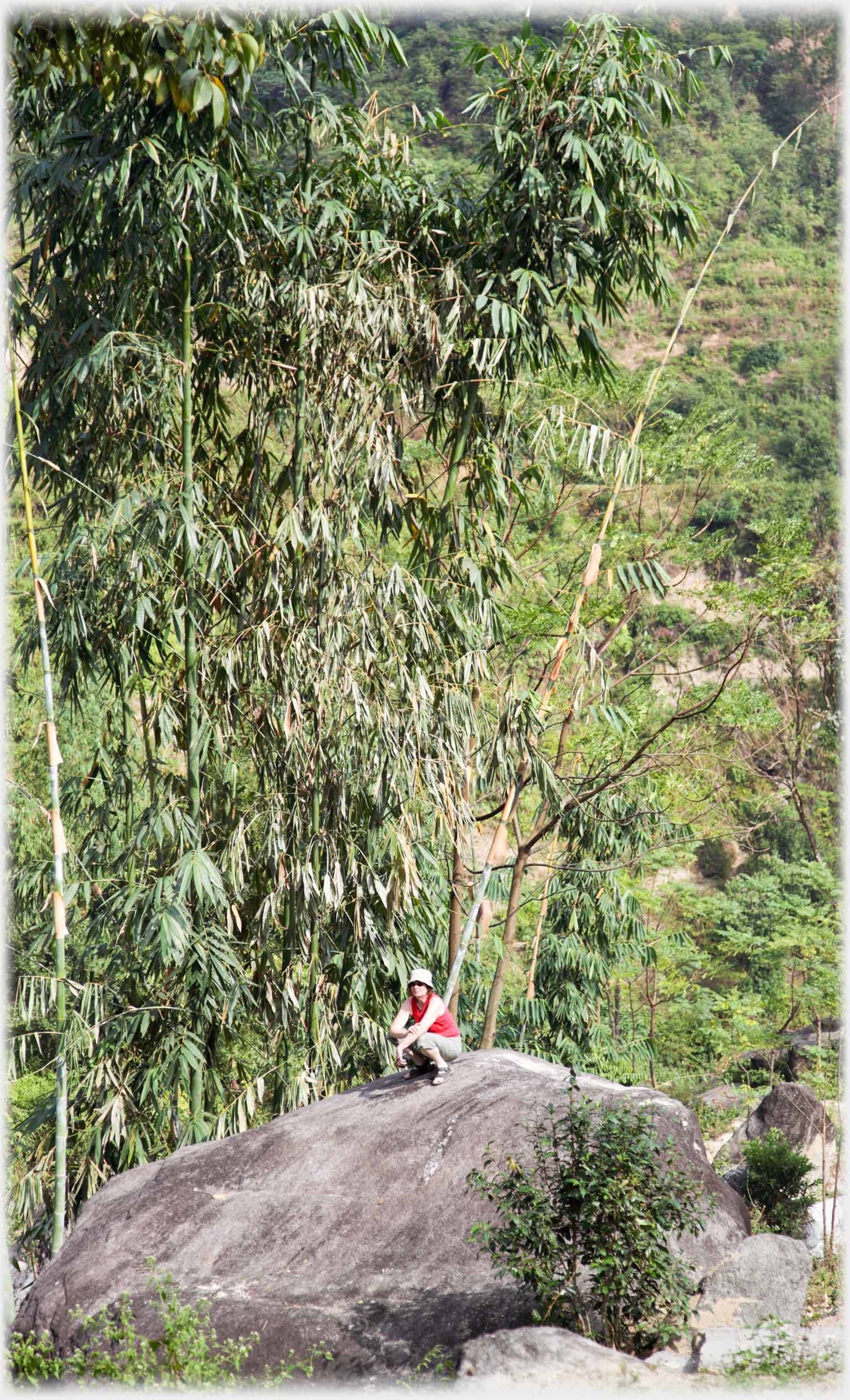 Large rock with woman in red on it, thirty foot bamboo trees behind.