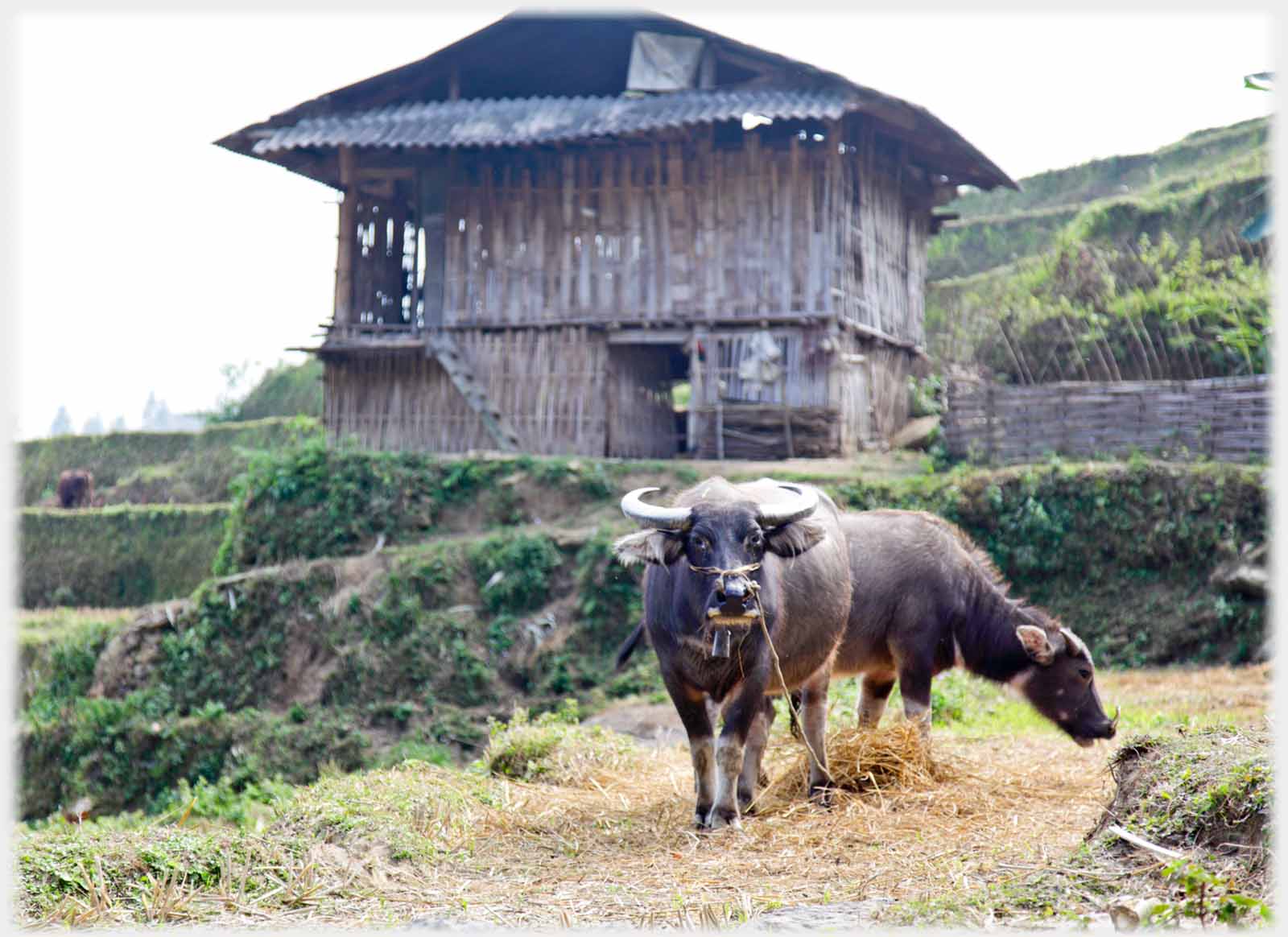 Buffalo looking at camera, farm behind.