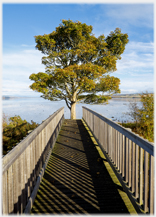 Footbridge pointing at tree.