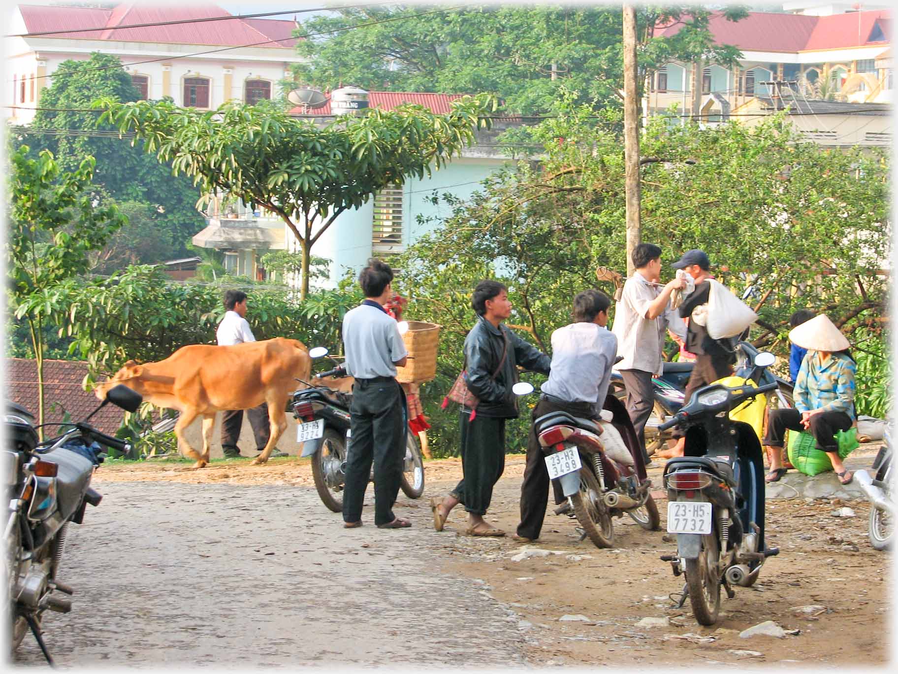 People standing by motorbikes, cow passing.