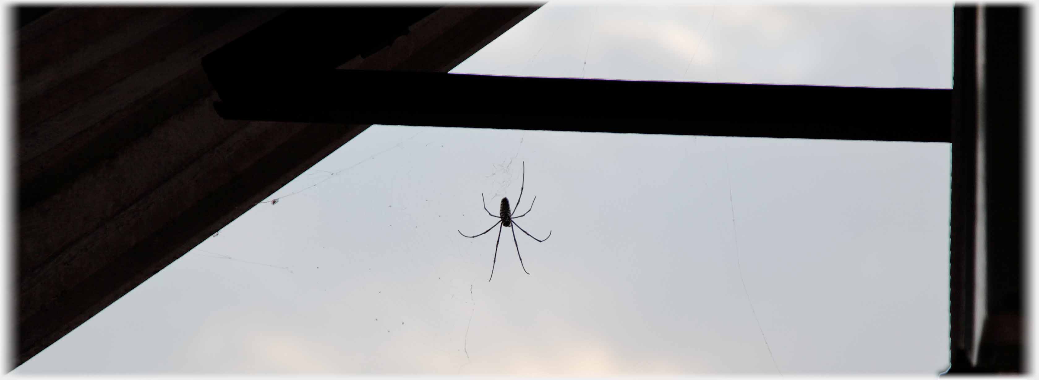 Long legged spider hanging from beam.