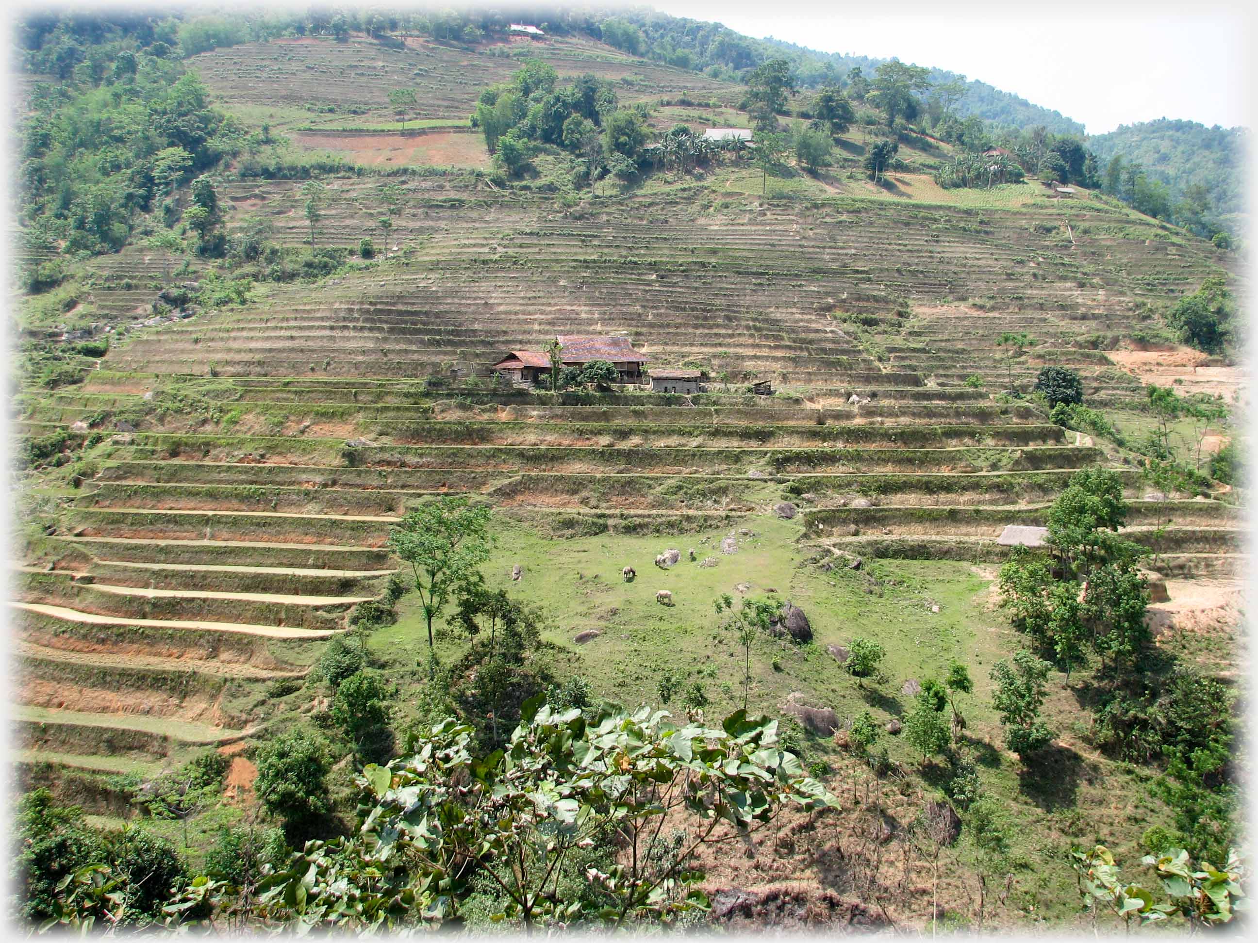 Fully terraced hillside with house at centre.
