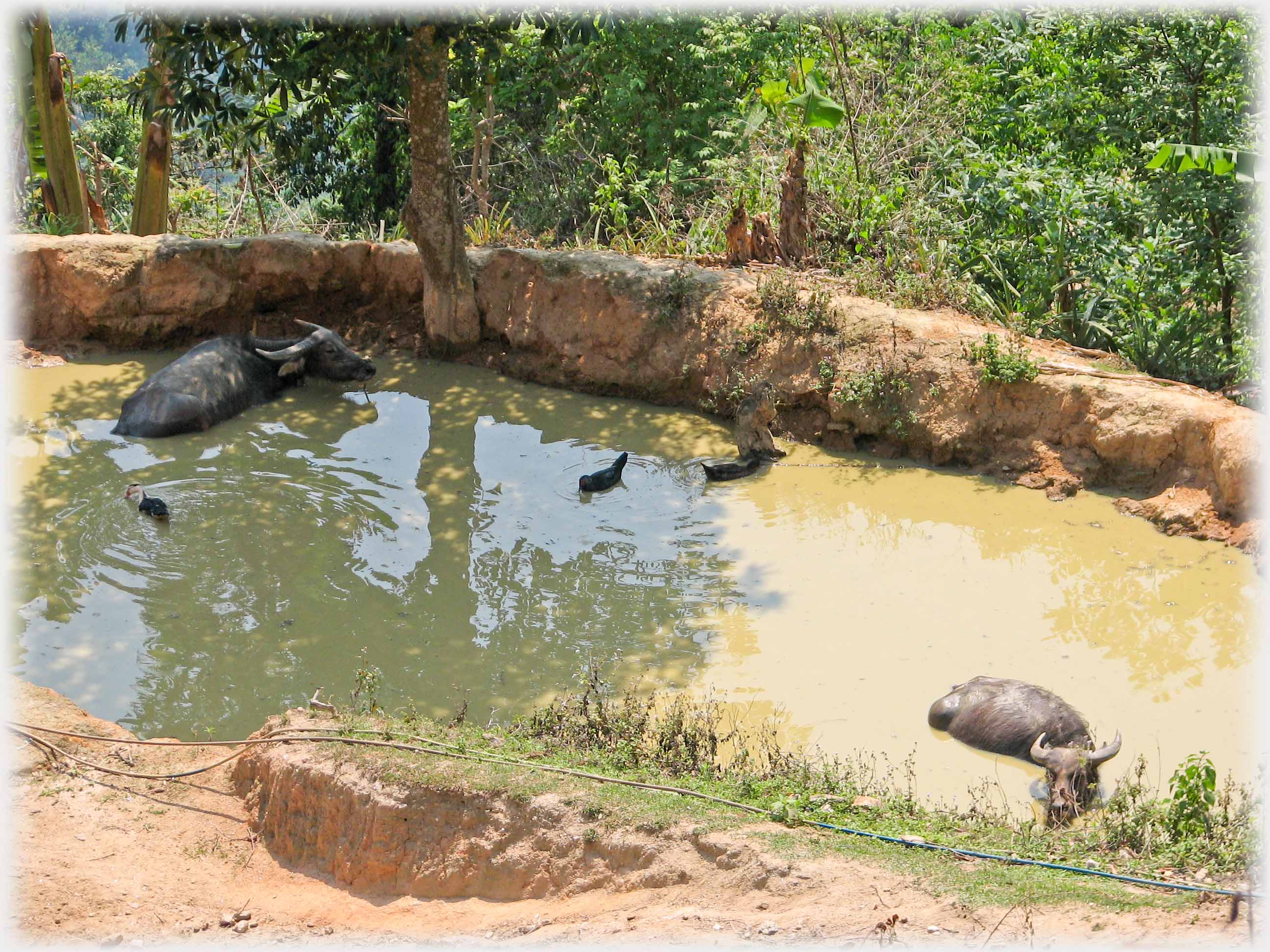 Muddy, partially shaded pool with buffalo and ducks.