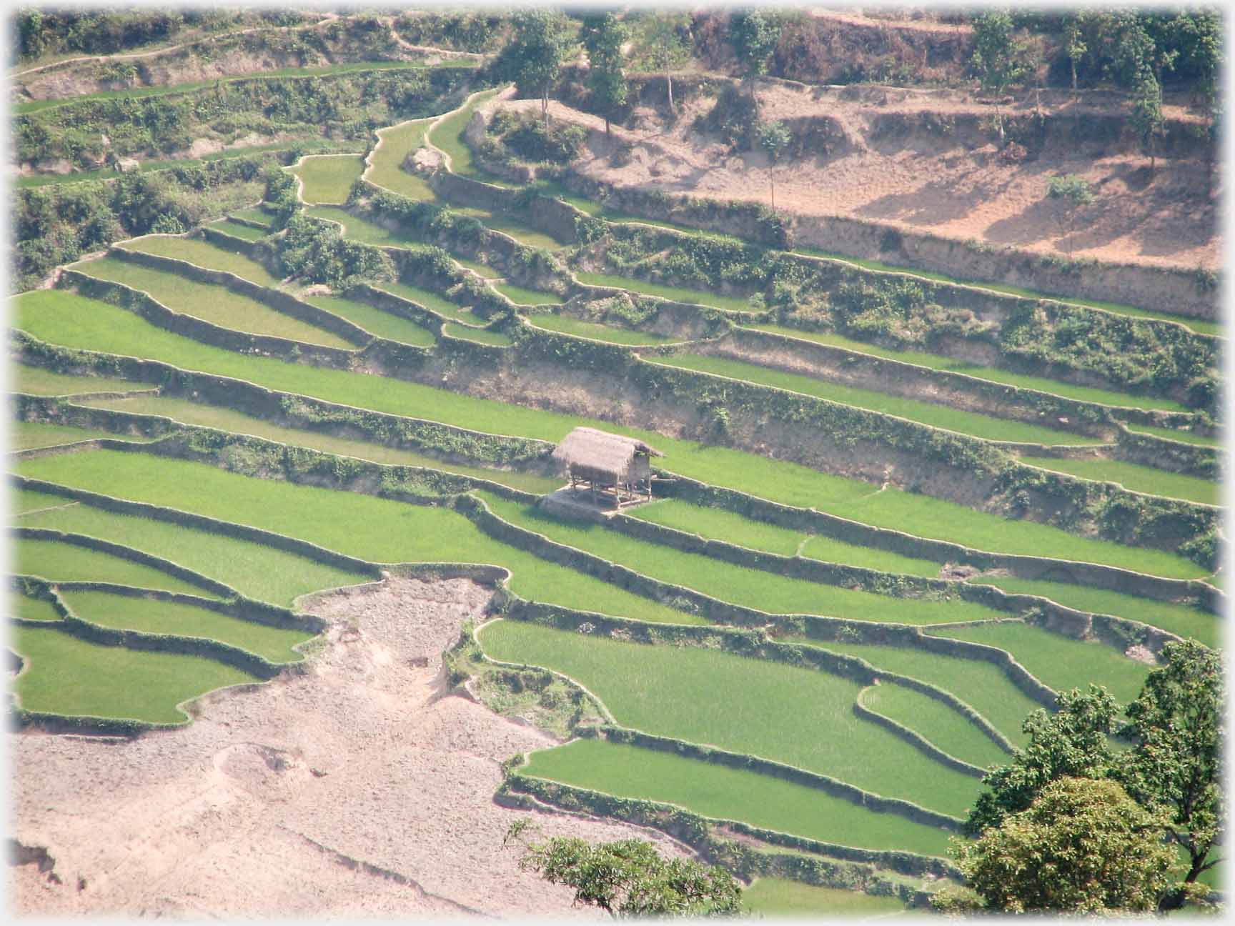 Hut in green gently terraced fields.