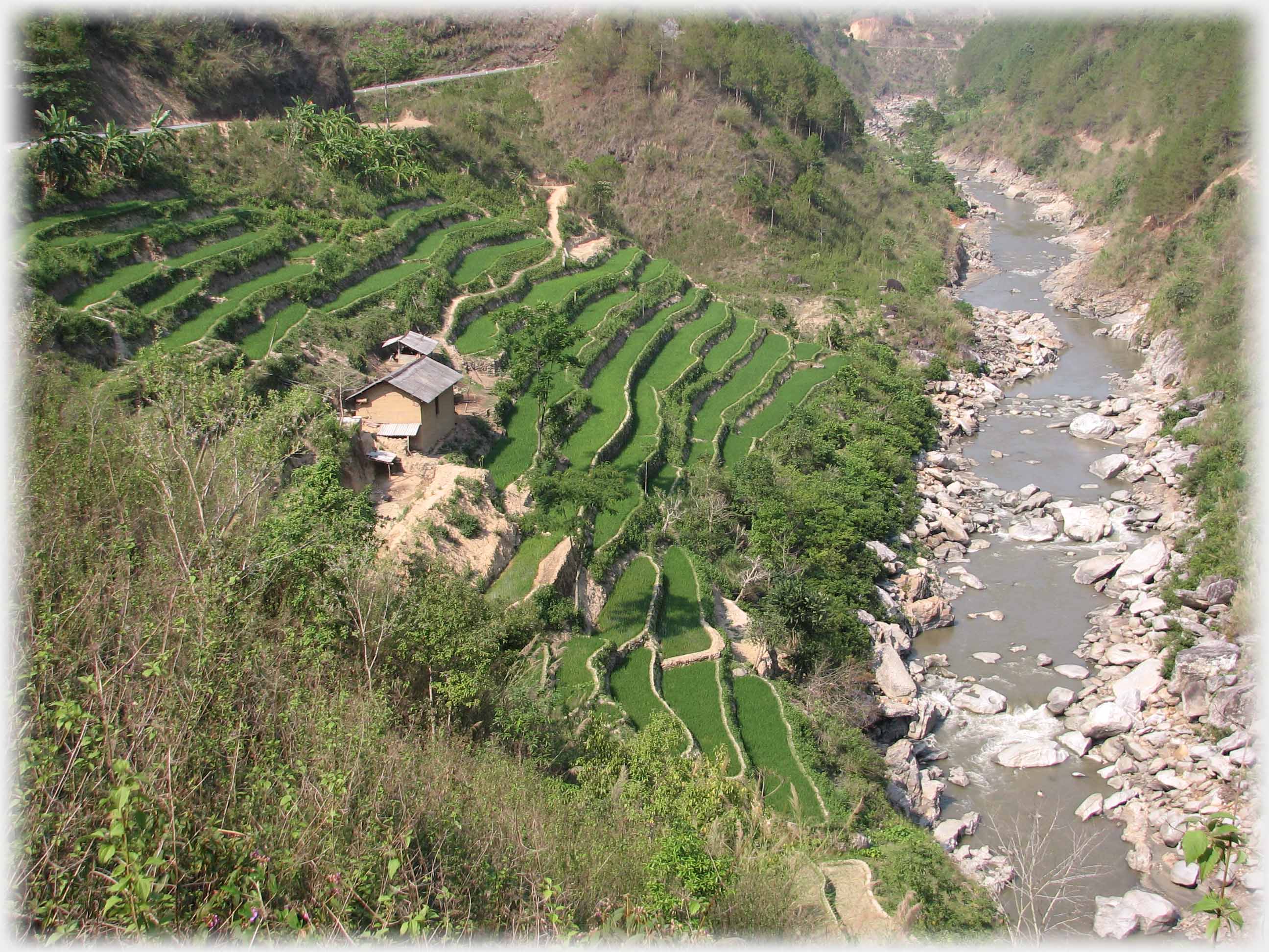 Verdant terraces falling down to river with house in the middle.