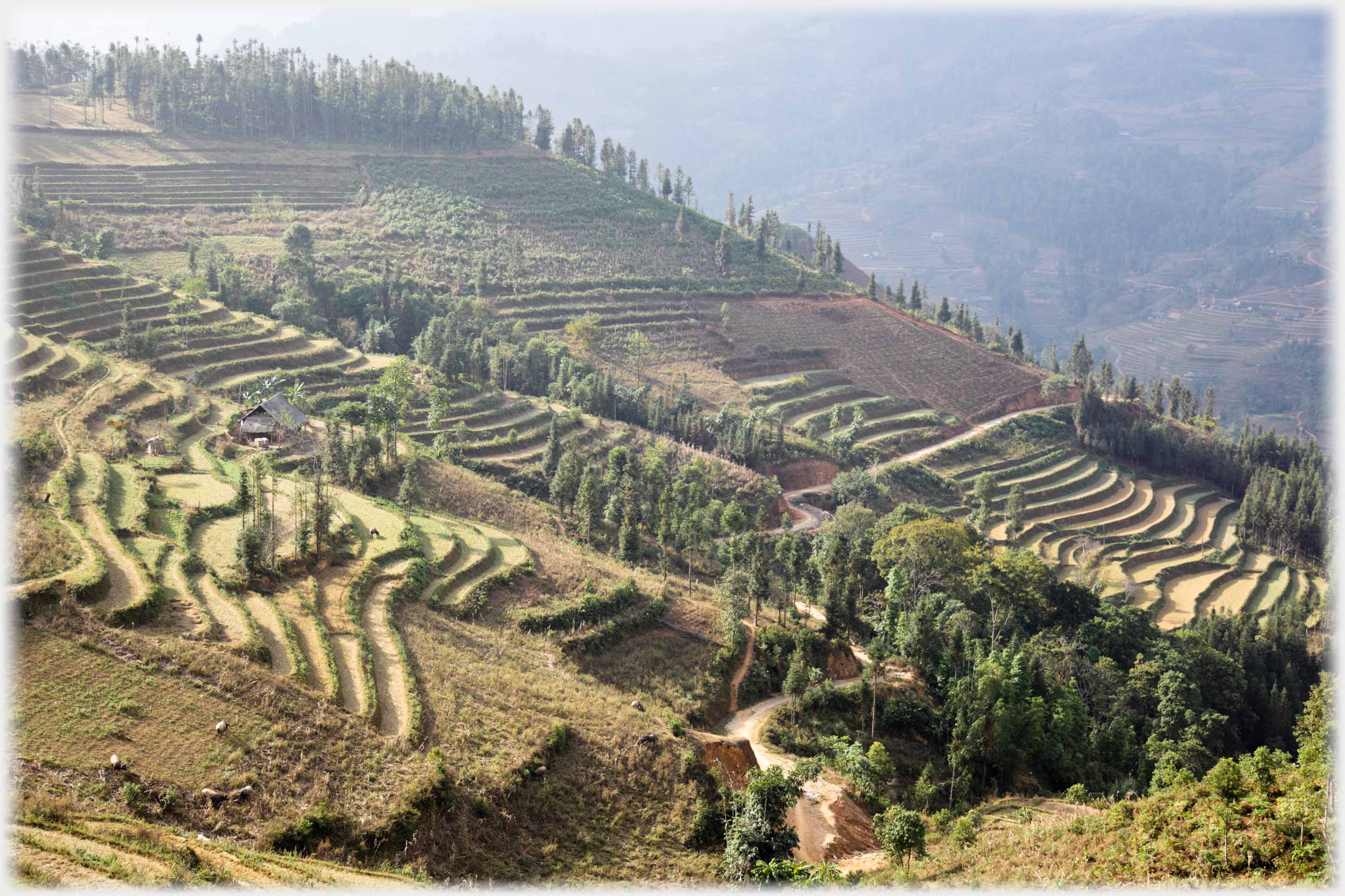 Complex terraced and treed hillside with sun cutting across.