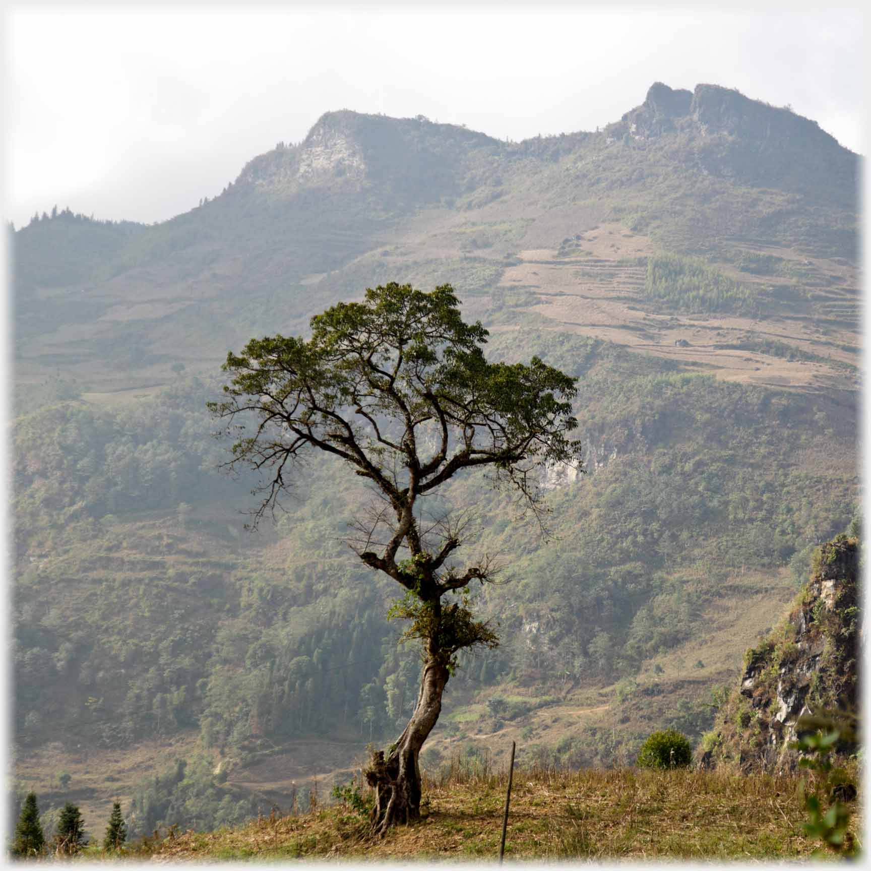 Twisted pine with green top against mountain.