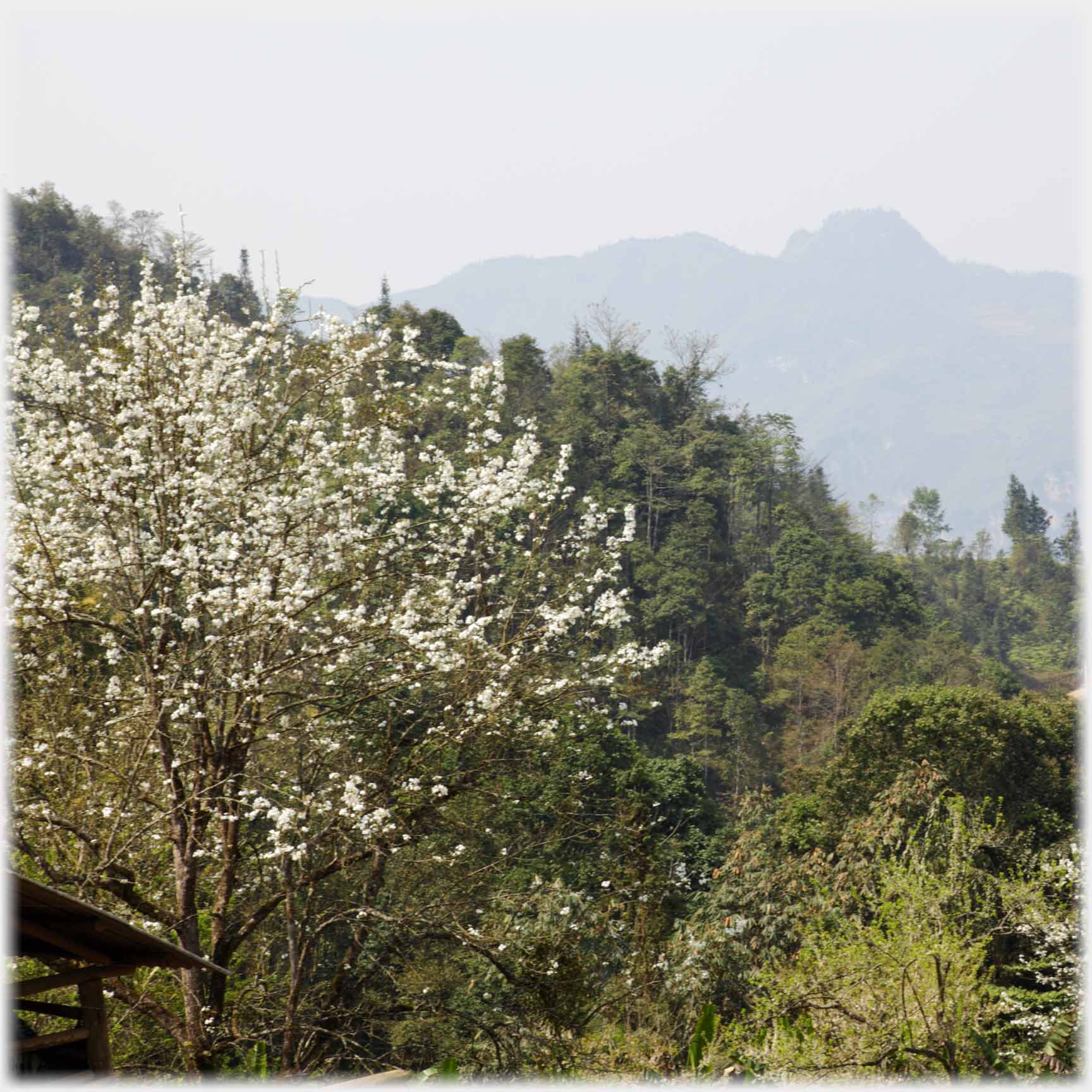 Tree with white blossom.