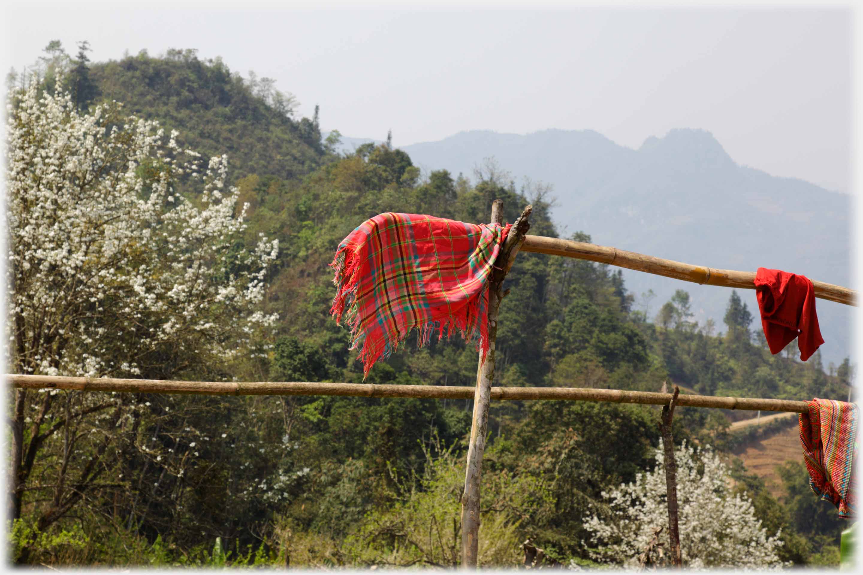 Scarf hanging on end of pole, blossom behind.