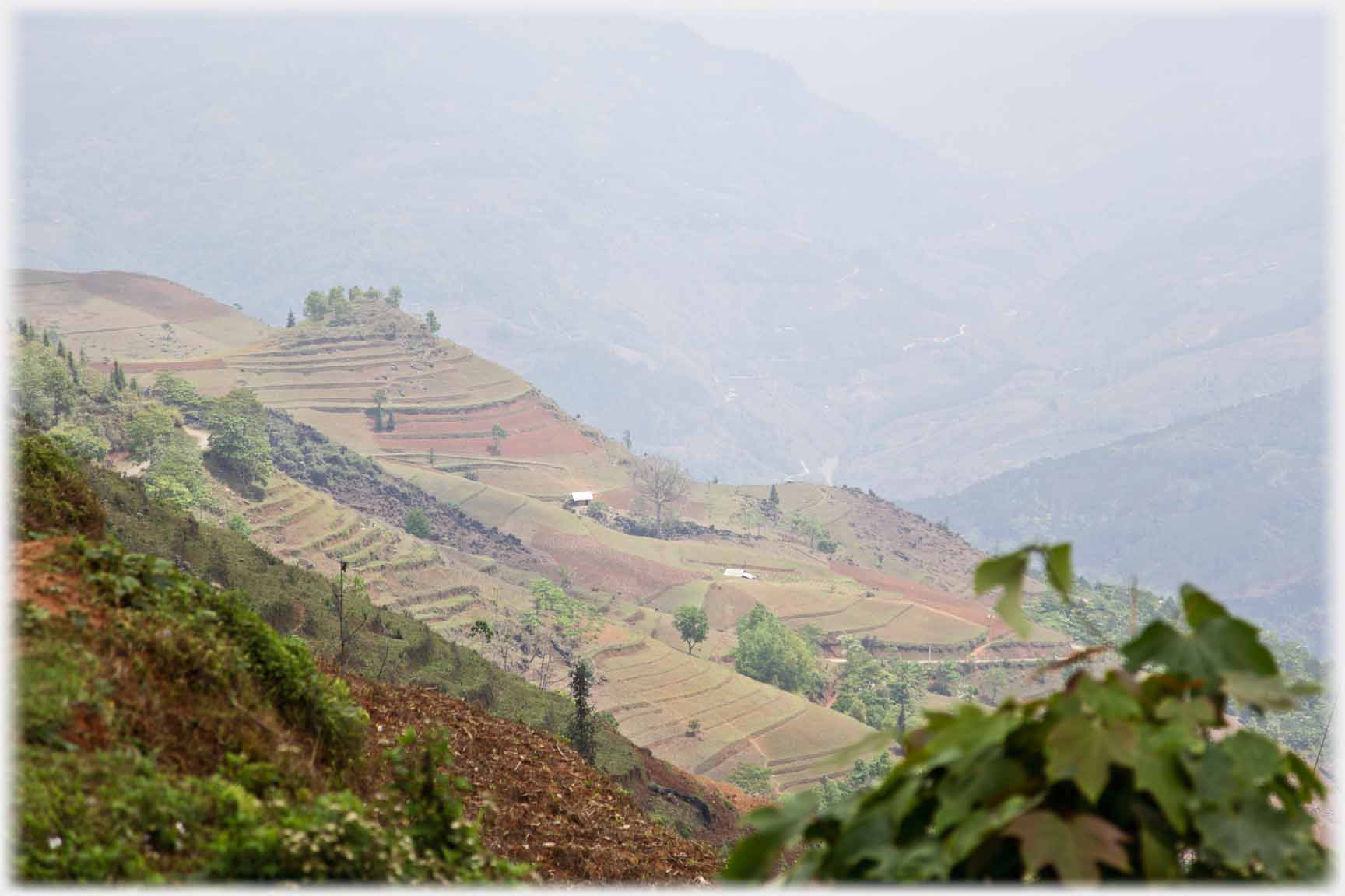 Rounded barren hillside with top of trees, distant misty hills.