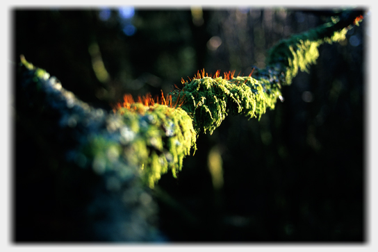 Moss flowering on a twig