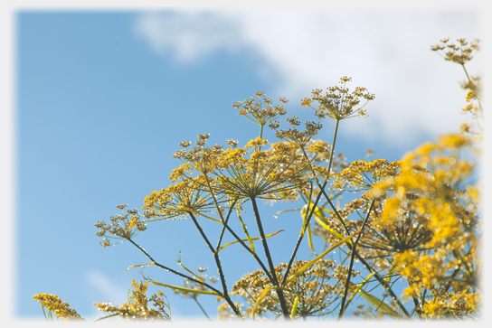 Fennel in Flower