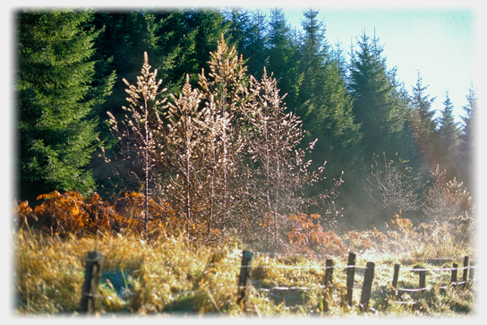 Dew and early morning mist