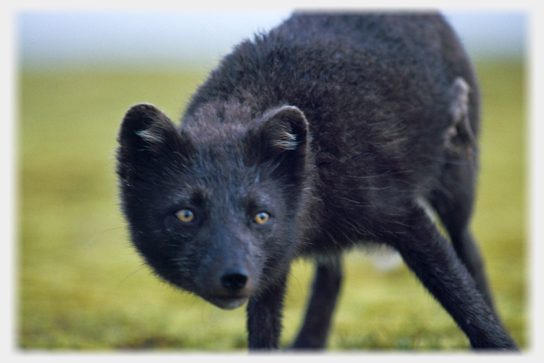 Arctic Fox