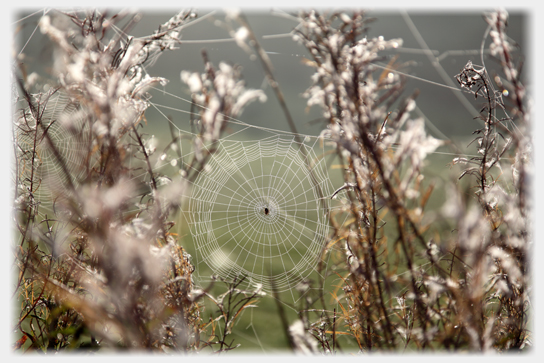 Dew on a spider's web