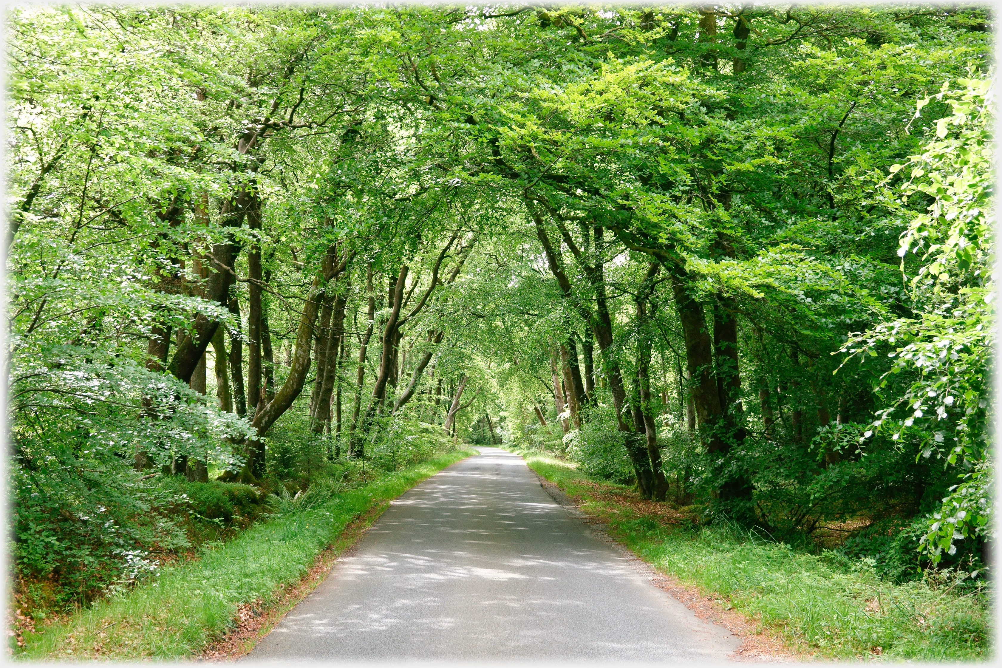 Road running through an avenue of beech trees.