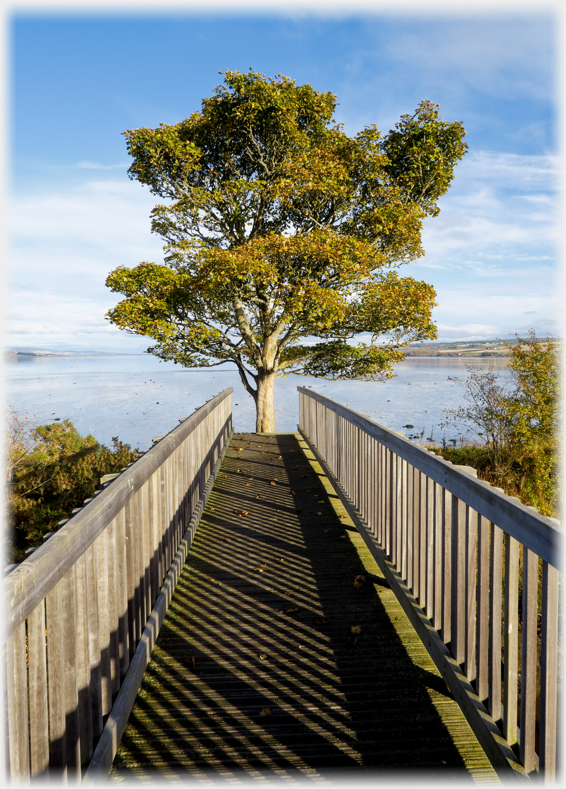 Footbridge running towards tree.