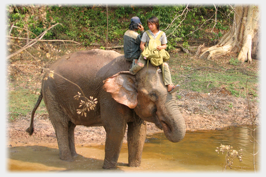 Elephant with Mobile