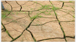 Cracked mud